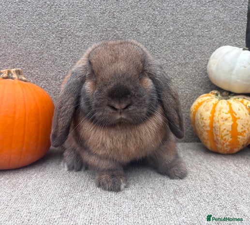 Dwarf Lop rabbits - Advert 1