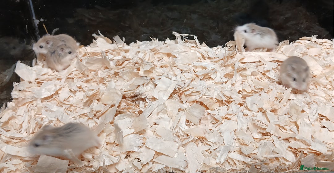 Hamster rodents for sale: Roborovski Hamsters Females   - Image 13