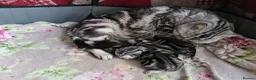 British Shorthair cats for sale: Show quality GCCF Silver Tabbies  in Rochester - Advert 11