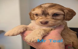 Mixed Breed dogs for sale: Beautiful Miniature Cockerdoodle pups - Image 5