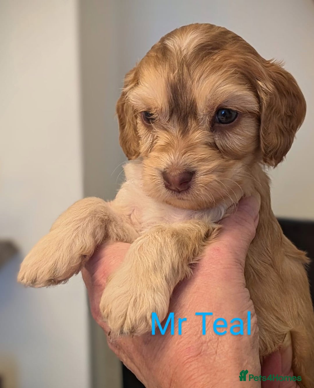 Mixed Breed dogs for sale: Beautiful Miniature Cockerdoodle pups - Image 5