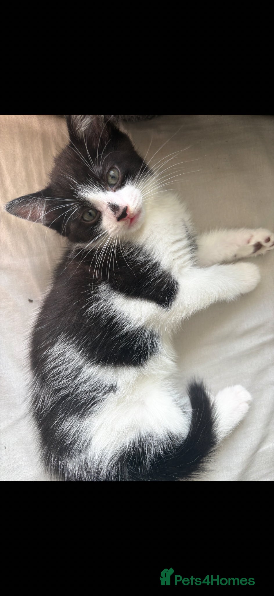 Mixed Breed cats Beautiful litter of kittens  - Advert 3