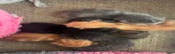 Mixed Breed cats for sale: Ginger, gray, black and tortoise kittens  - Advert 1