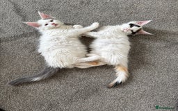 Maine Coon cats for sale: Purebred adorable Maine coon kittens - Image 10