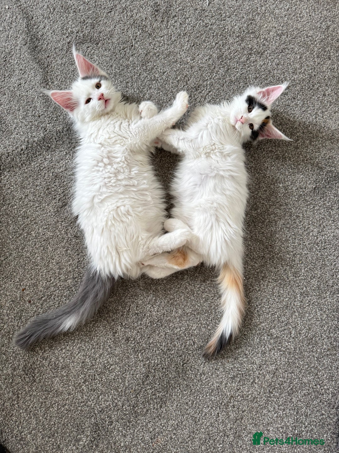 Maine Coon cats for sale: Purebred adorable Maine coon kittens - Image 10