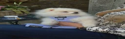 Pomeranian dogs for sale: Top Quality Chunky Teddy Bear Type Pomeranian Boys - Advert 7