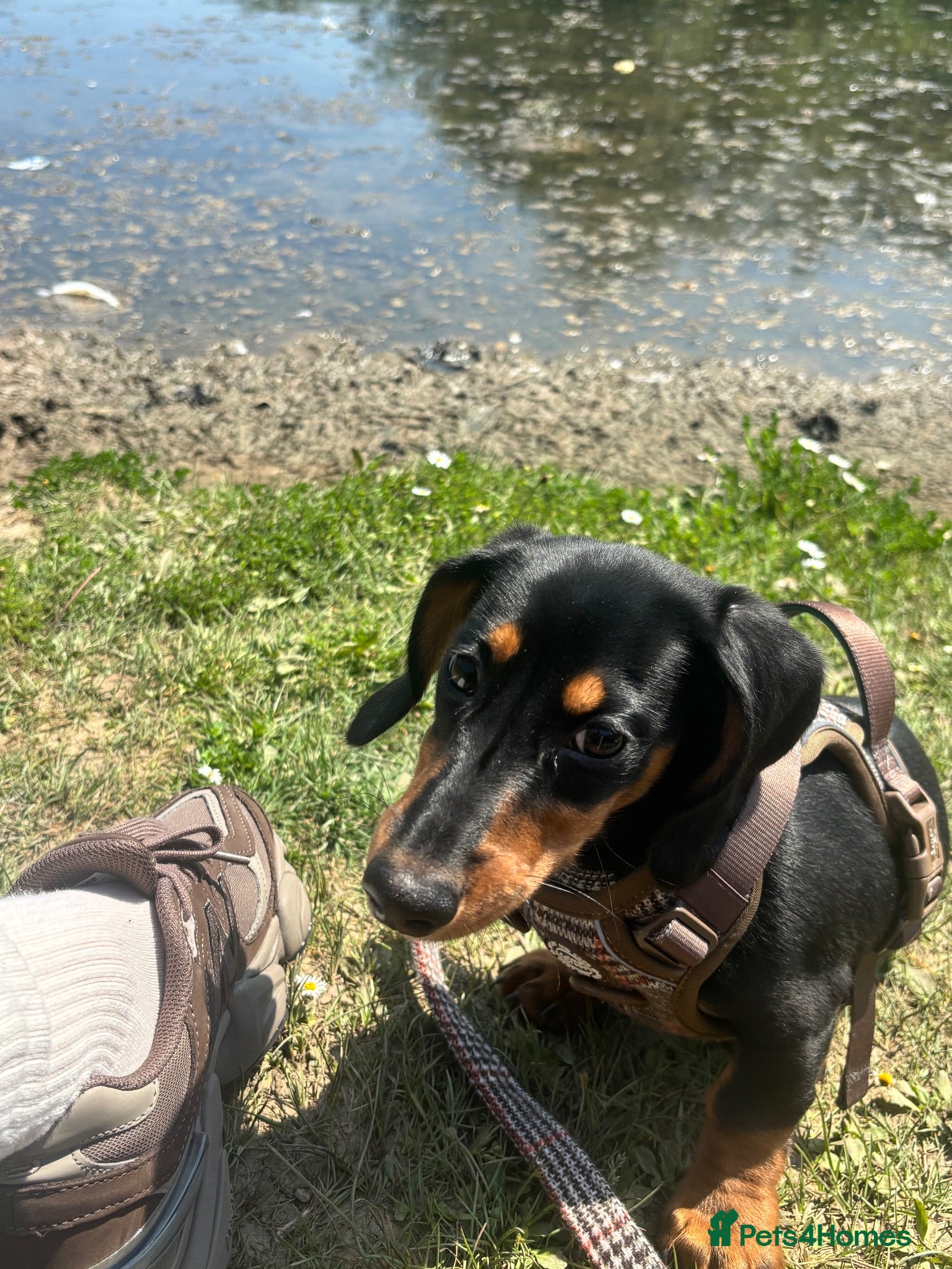 Dachshund dogs 5 month old up for sale dashhound   - Advert 3