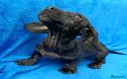 Miniature Dachshund dogs for sale: FULLY VAX MINI WIRE  PRA LAFORA CLEAR  - Image 8