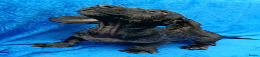 Miniature Dachshund Puppy 1