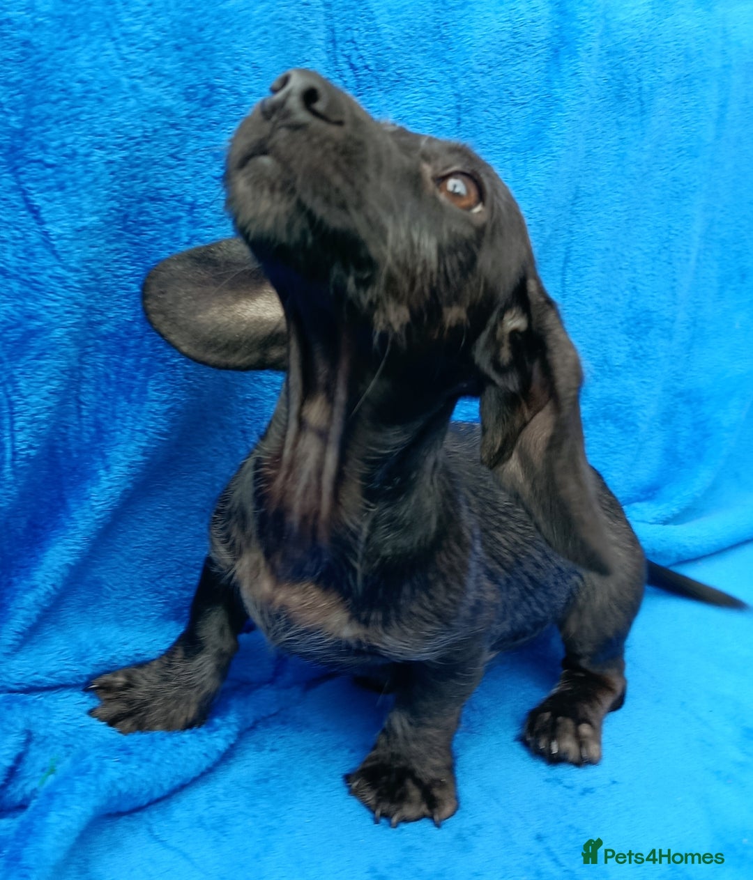 Miniature Dachshund dogs for sale: FULLY VAX MINI WIRE  PRA LAFORA CLEAR  - Image 8