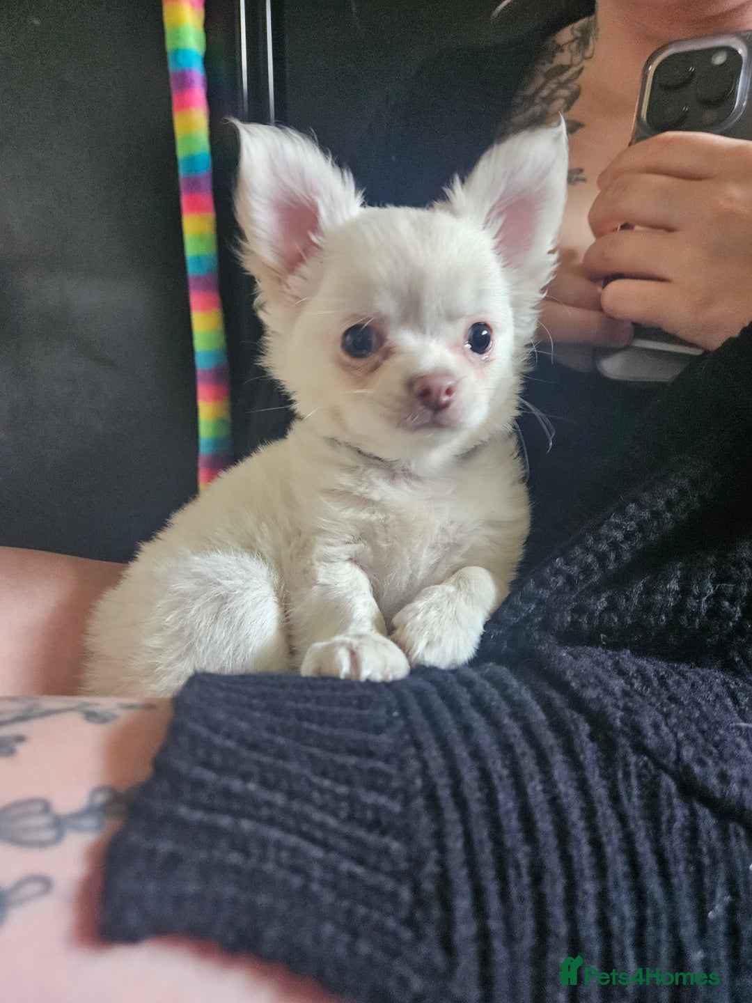 Chihuahua dogs for sale: 4 month old boy - Image 8