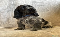 Cocker Spaniel dogs for sale: Stunning Show Type Cocker Spaniel Pups For Sale - Image 4