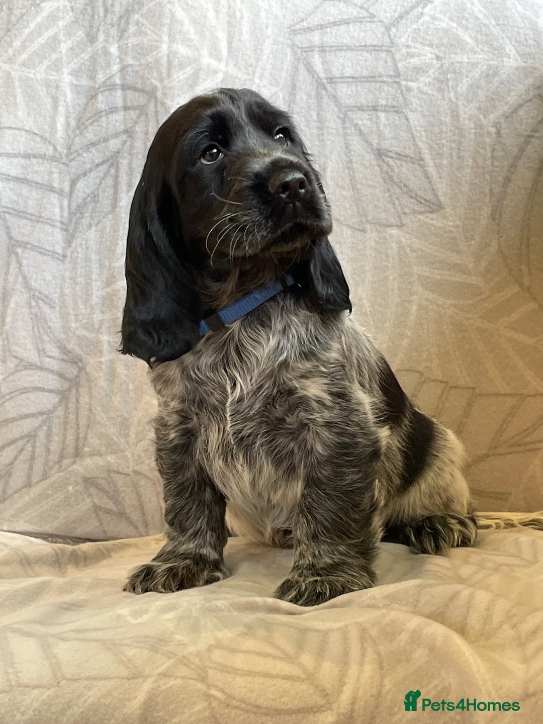 Cocker Spaniel dogs for sale: Stunning Show Type Cocker Spaniel Pups For Sale - Image 4