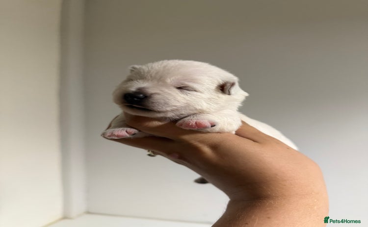 West Highland Terrier dogs - Advert 1