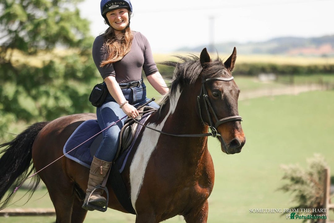 Other Breed horses for sale: Stunning Coloured Gelding - Advert 10