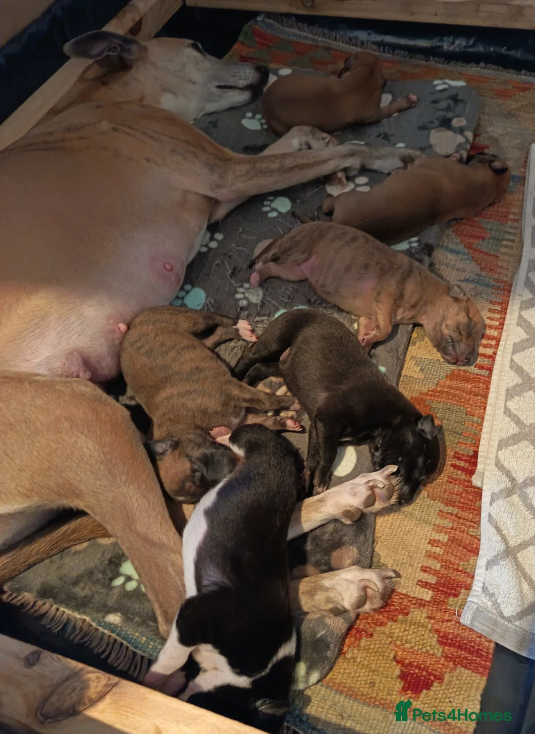 Whippet dogs for sale: KC registered puppies  - Advert 8