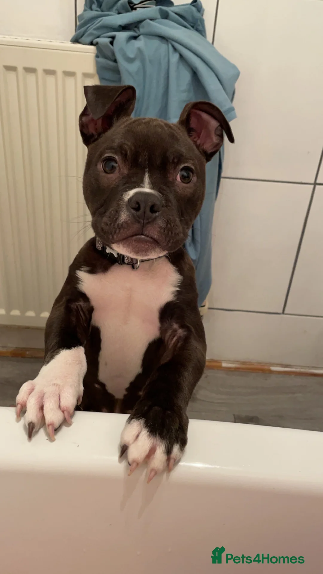 Mixed Breed dogs for sale: Adoption of Chase , pocket bully cross - Advert 3