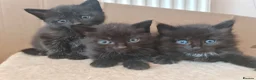 Mixed Breed cats for sale: 3 black kittens for sale - Advert 7