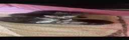 Persian cats for sale: Persian Chinchilla Cross Kittens - Advert 3