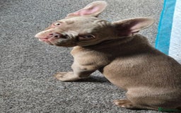 French Bulldog dogs for sale: 7 month Female French Bulldog  - Image 4