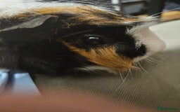 Guinea Pig rodents for sale: 2 x male guinea pigs  - Image 6