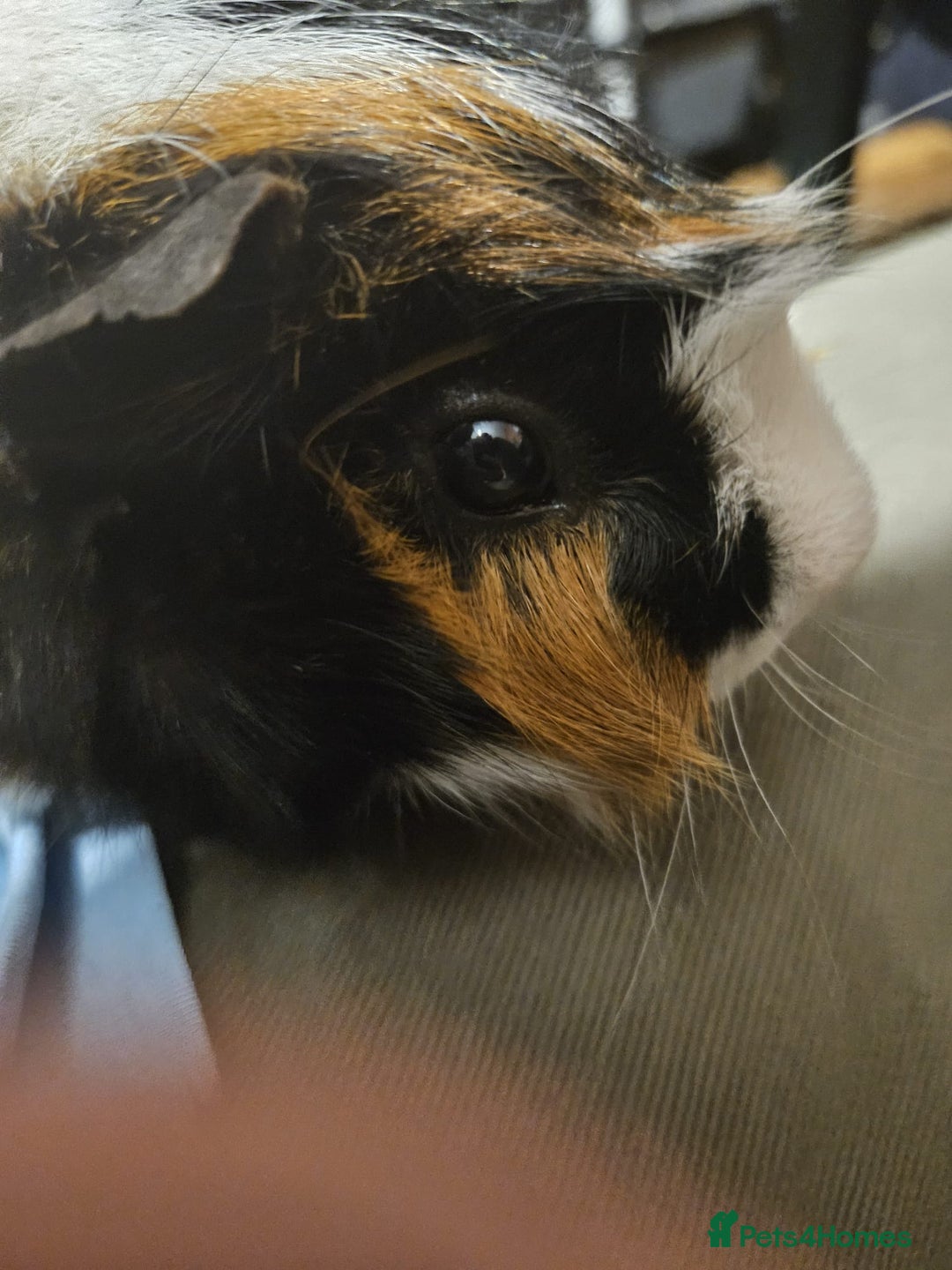 Guinea Pig rodents for sale: 2 x male guinea pigs  - Image 6