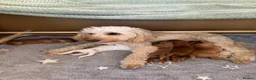 Cockapoo dogs for sale: Gorgeous Cockapoo Puppy  in Hinckley - Advert 17