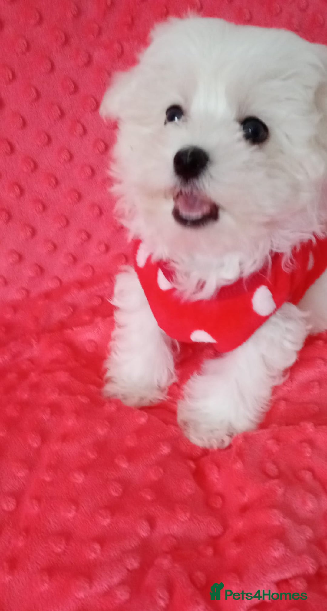 Maltese dogs for sale: Last one Tiny Maltese Boy. Ready now.New pictures - Advert 3