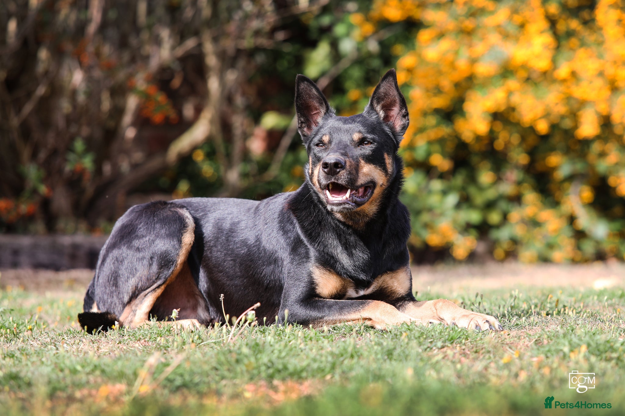Australian Kelpie dogs 🐶 Kelpie Bitch Pups! 🐶 - Advert 2
