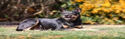 Australian Kelpie dogs for sale: 🐶 Kelpie Bitch Pups! 🐶 - Advert 2