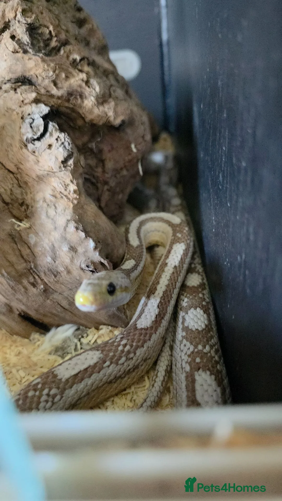 Corn Snake reptiles for sale: 2 cornsnakes looking for new homes - Advert 1