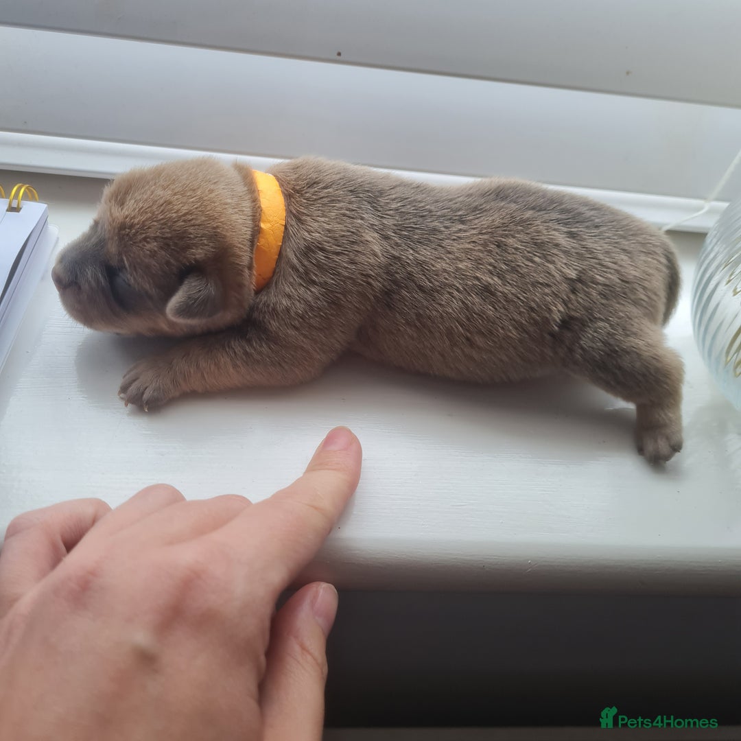 Mixed Breed dogs for sale: French bull weinners  - Image 17
