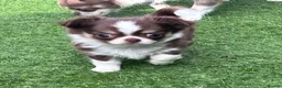Chihuahua dogs for sale: Amazing tiny long coat girl puppy  - Advert 8