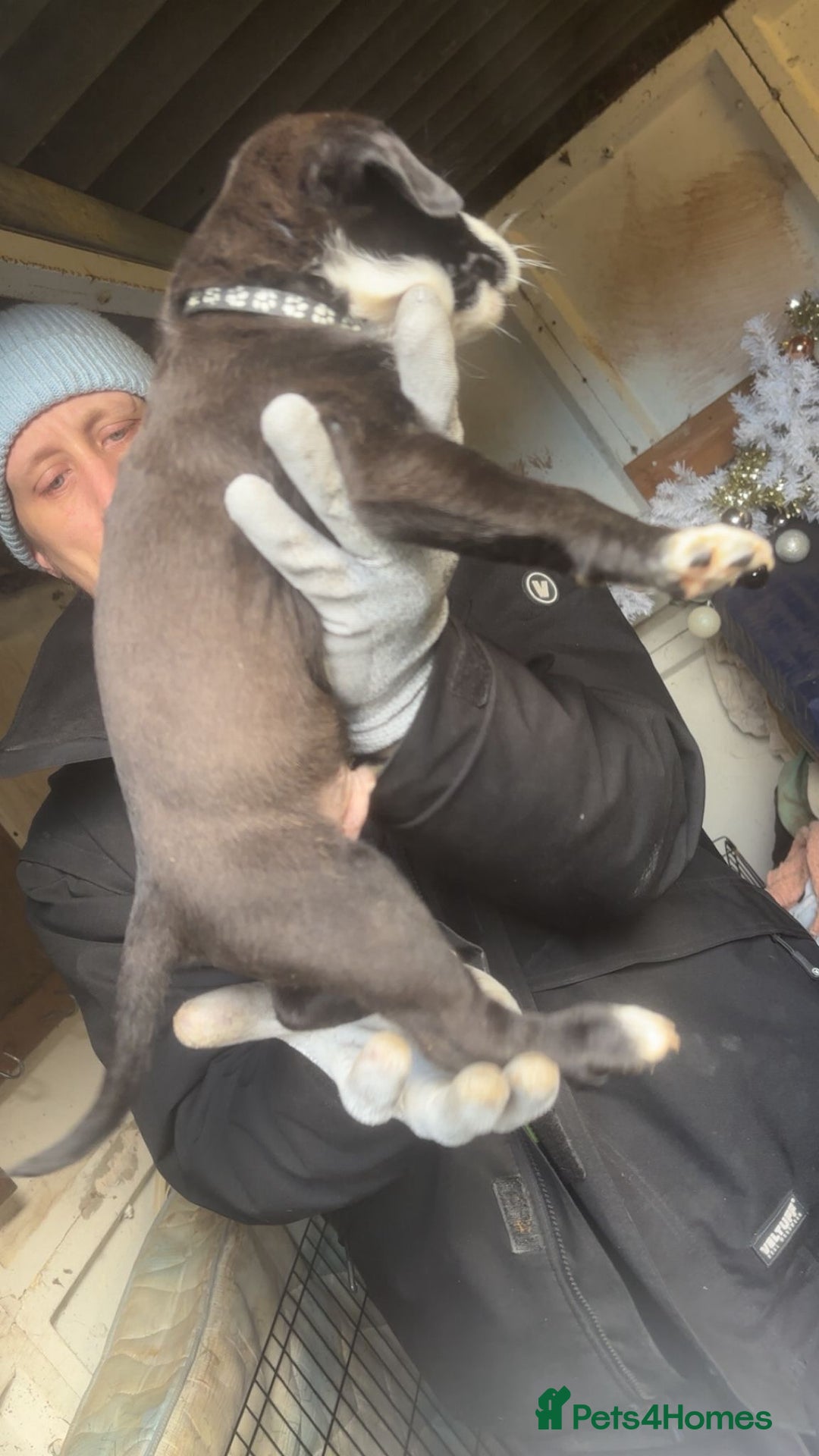 Mixed Breed dogs for sale: Rottiebulls exotic breed  - Advert 10