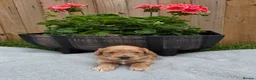 Cockapoo dogs for sale: Stunning Cockapoo Puppies - Advert 32