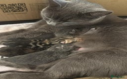 British Shorthair cats for sale: One female and one male British short hair kitten  - Image 12