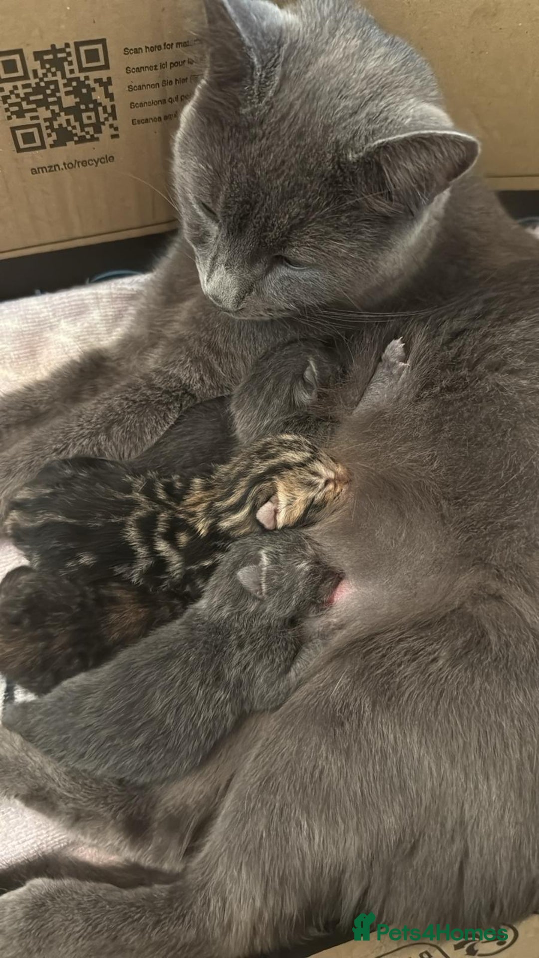 British Shorthair cats for sale: One female and one male British short hair kitten  - Image 12