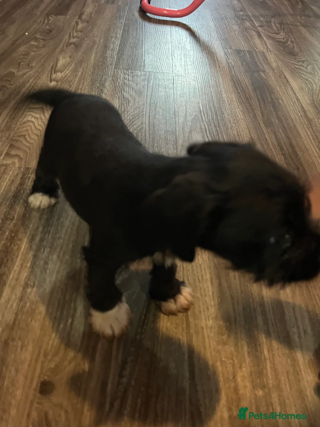 Mixed Breed dogs for sale: Puppy  - Advert 2