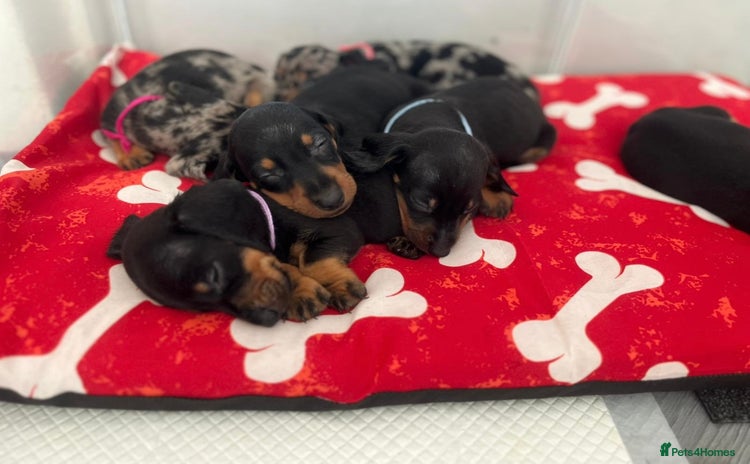 Miniature Dachshund dogs - Advert 10