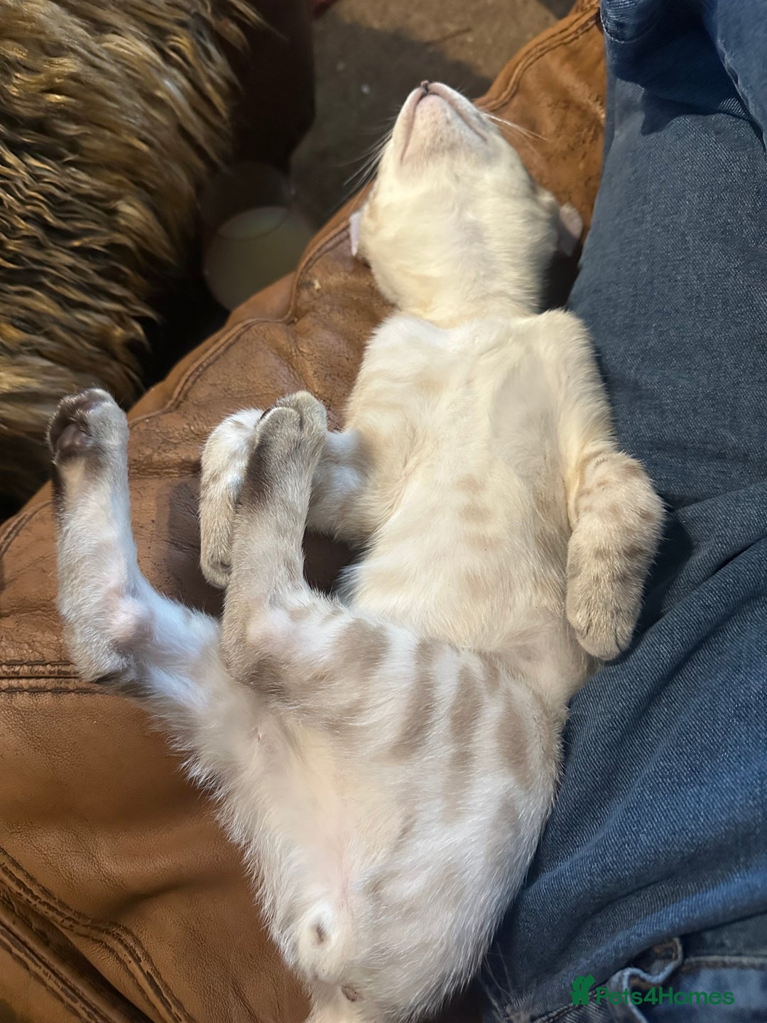 Bengal cats for sale: Snow lynx point bengal kittens  - Image 3