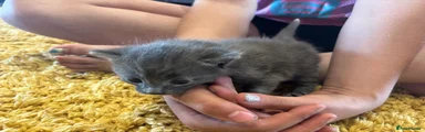 Mixed Breed Kitten 1