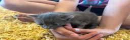 Mixed Breed cats for sale: Gorgeous kittens looking for forever homes - Advert 9