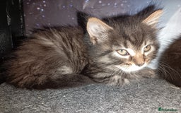Mixed Breed cats for sale: 2 kittens for sale - Image 5