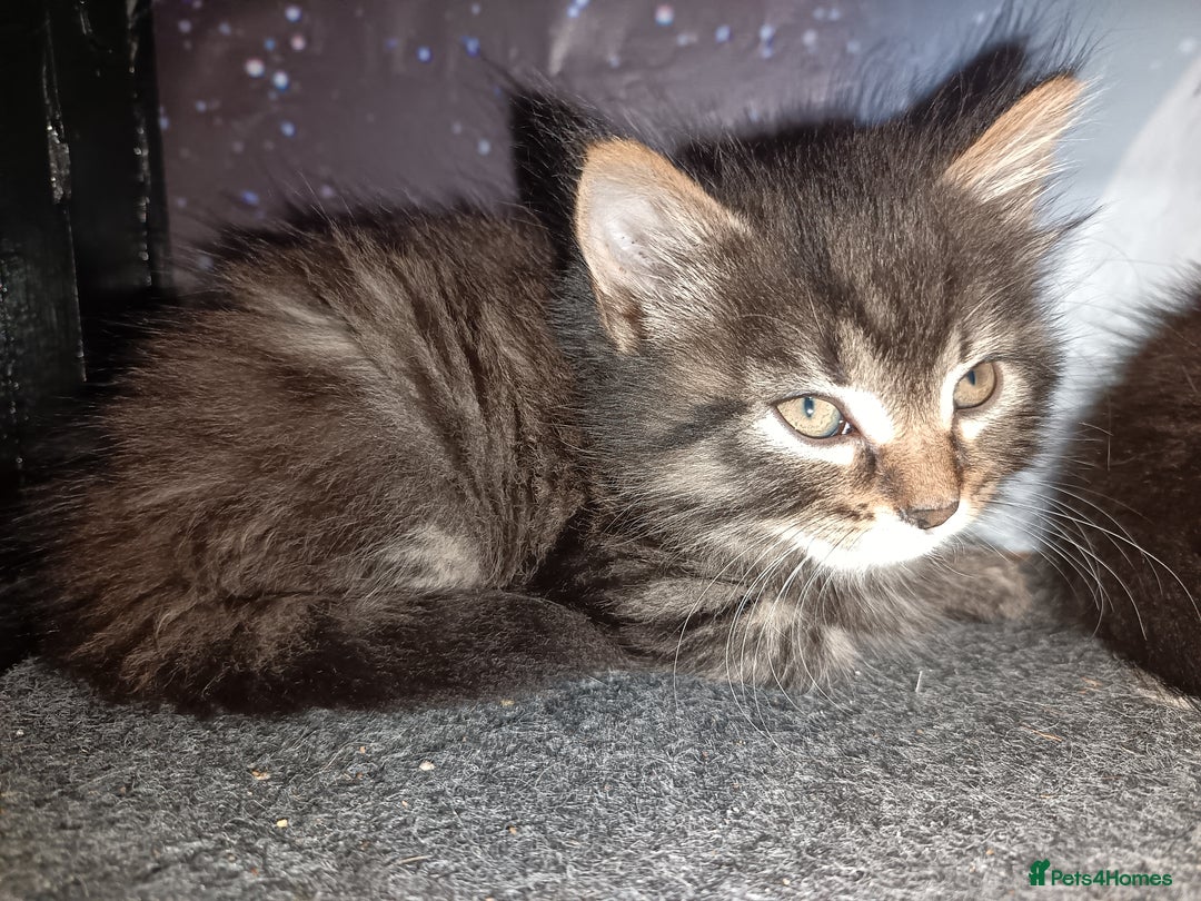 Mixed Breed cats for sale: 2 kittens for sale - Image 5
