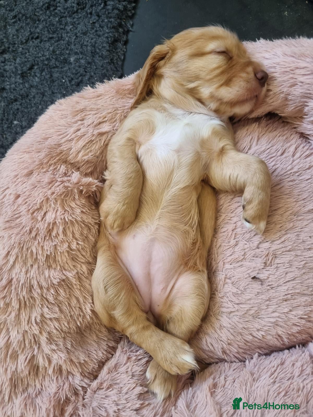 Cocker Spaniel dogs Beautiful KC working cocker spaniel puppies - Advert 2