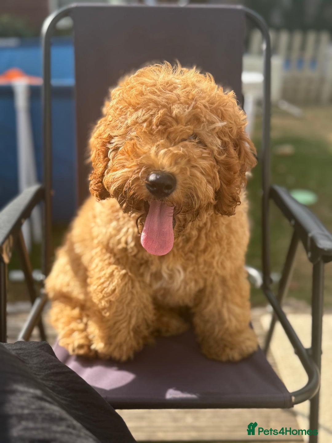 Cockapoo dogs for sale: Male Cockapoo Puppy 8 months.  - Image 4