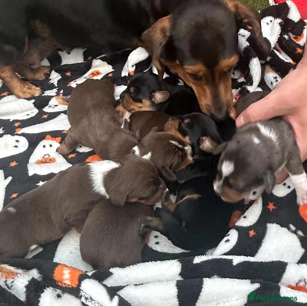 Dachshund dogs for sale: Pups for sale - Advert 1