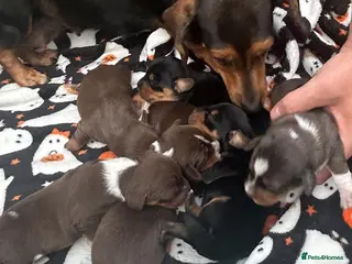 Dachshund dogs Pups for sale - Advert 4