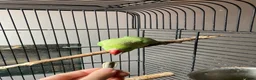 Ringnecks birds for sale: Indian ringneck parrot in Manchester - Advert 2