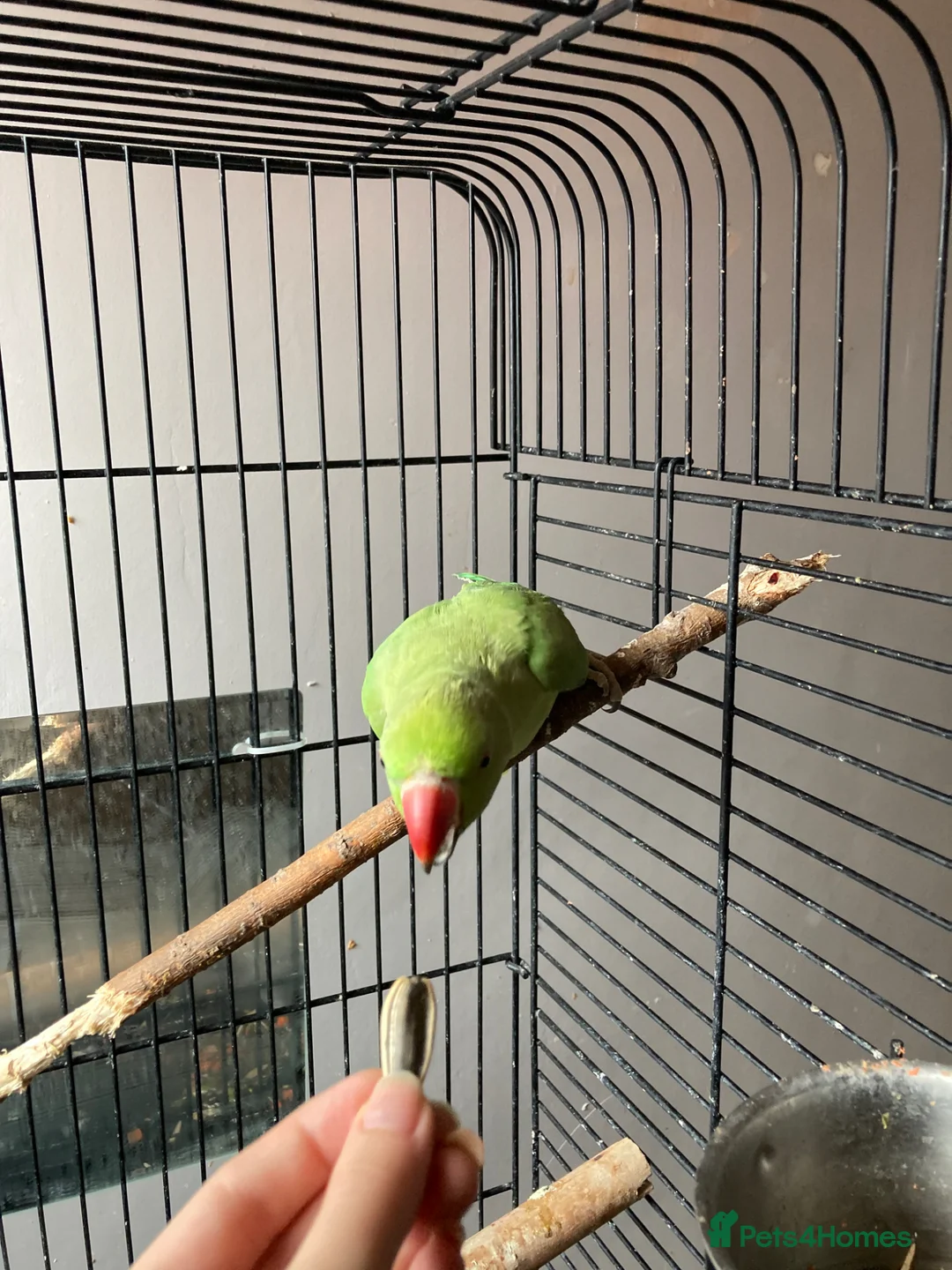 Ringnecks birds for sale: Indian ringneck parrot in Manchester - Advert 2